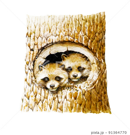 水彩画風のリアルなタヌキのイラストのイラスト素材 [91364770] - PIXTA