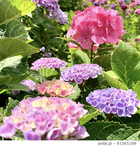 満開の紫陽花［形原温泉あじさいの里/愛知県蒲郡市］ 91365206