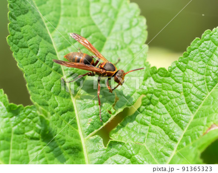 キボシアシナガバチ キボシアシナガバチ 91365323