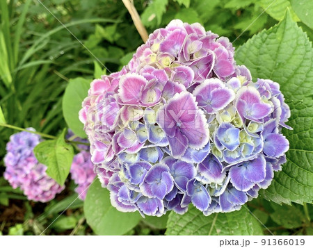 花びらがカラフルな紫陽花一輪［乙川河川敷/愛知県岡崎市］ 91366019