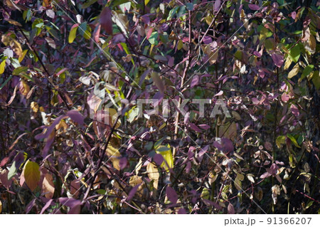 カリフォルニア州 セコイア国立公園 トレイル中に広がる秋 カリフォルニア州 セコイア国立公園 トレイル中に広がる秋 91366207