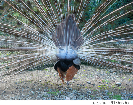 A peacock walking around the yard spread its tail. Feathered peacock butt. Back view. Closeup photo. 91366267
