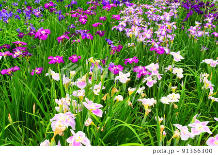 菖蒲 菖蒲 91366300