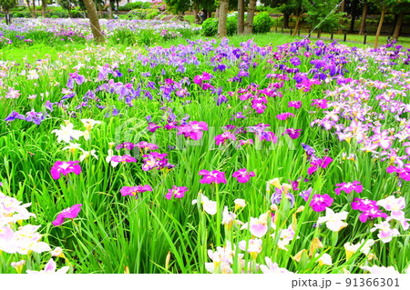 菖蒲 菖蒲 91366301