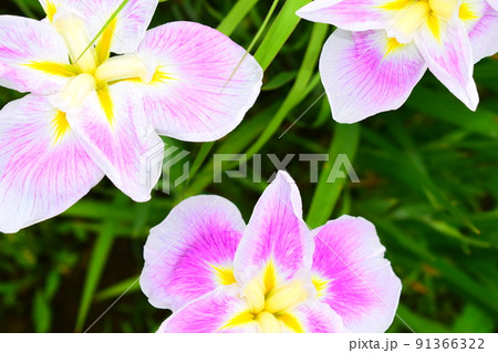 菖蒲 菖蒲 91366322