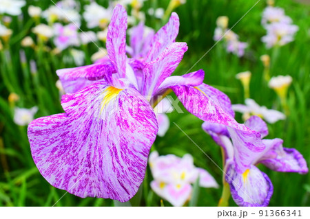 菖蒲 菖蒲 91366341