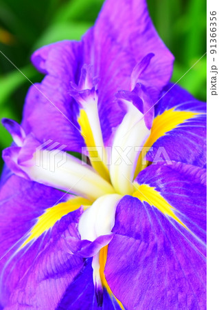 菖蒲 菖蒲 91366356