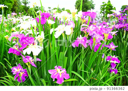 菖蒲 91366362