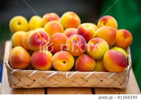 南高梅　梅 91366395