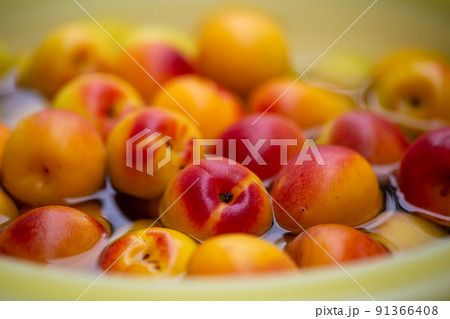 南高梅　梅 91366408