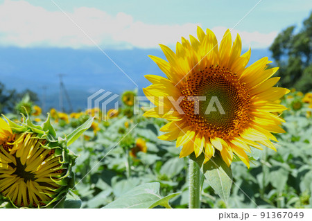 夏の青空と向日葵畑 夏の青空と向日葵畑 91367049