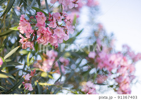 Pink tropical flowers on a blue sky background. Natural background. Blurred. 91367403