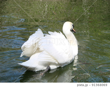 White swan. The proud bird represents love relations between people and romance 91368069