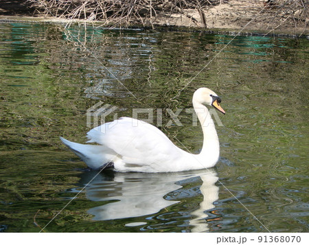 White swan. The proud bird represents love relations between people and romance 91368070