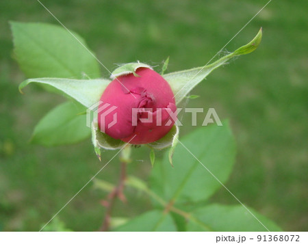 Bud, flower of a red varietal rose on the background of green grass in the garden, spring, summer, holiday 91368072