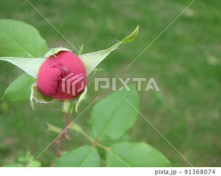 Bud, flower of a red varietal rose on the background of green grass in the garden, spring, summer, holiday 91368074
