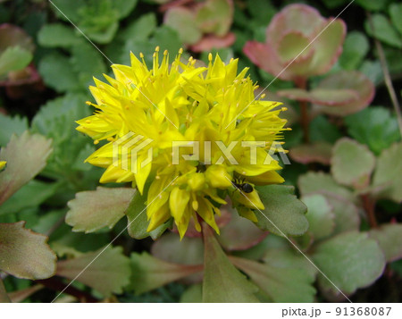 Pachyphytum Compactum F. cristata and Senecio herreanus string of beads 91368087