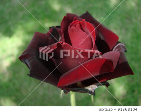 Bud, flower of a red varietal rose on the background of green grass in the garden, spring, summer, holiday, Bud, flower of a red varietal rose on the background of green grass in the garden, spring, summer, holiday, 91368104