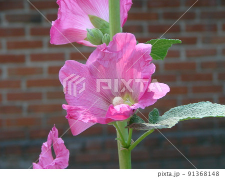 Pink malva Silvestris. Mallow. blooming musk mallowin summer 91368148