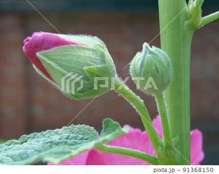 Pink malva Silvestris. Mallow. blooming musk mallowin summer Pink malva Silvestris. Mallow. blooming musk mallowin summer 91368150