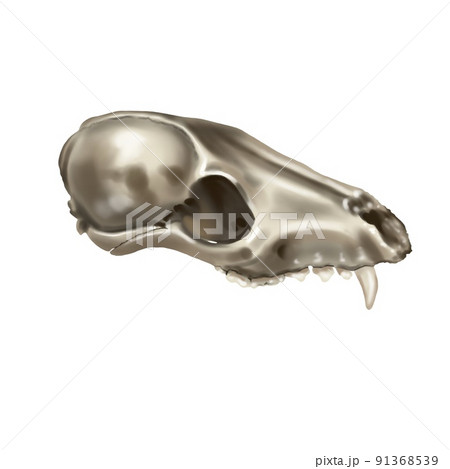 Watercolor illustration of a fox skull. realistic animal skull 91368539