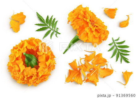 fresh marigold or tagetes erecta flower isolated on white background with full depth of field. Top view. Flat lay fresh marigold or tagetes erecta flower isolated on white background with full depth of field. Top view. Flat lay 91369560