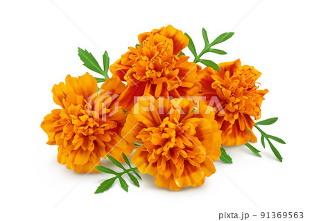 fresh marigold or tagetes erecta flower isolated on white background with full depth of field. 91369563