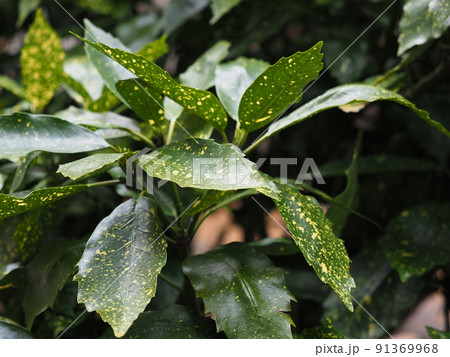 アオキ（フイリアオキ　自然質感） 91369968