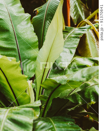 Beautiful tropical leaves in water drops after rain 91370641