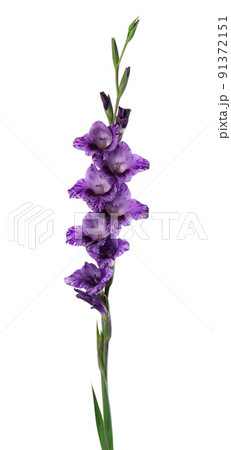 Violet gladiolus flower isolated on white background. Beautiful summer flowers. 91372151