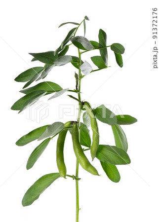 Green bush of broad beans, isolated on white background. Fava beans. 91372176