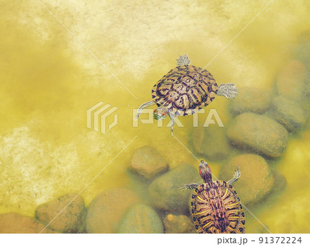 Two redeared turtles swim in a muddy, shallow green pond with rocks at the bottom. Two redeared turtles swim in a muddy, shallow green pond with rocks at the bottom. 91372224