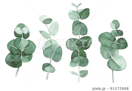 watercolor drawing. set with eucalyptus leaves. elegant drawing in vintage style. eucalyptus leaves and branches watercolor drawing. set with eucalyptus leaves. elegant drawing in vintage style. eucalyptus leaves and branches 91372668