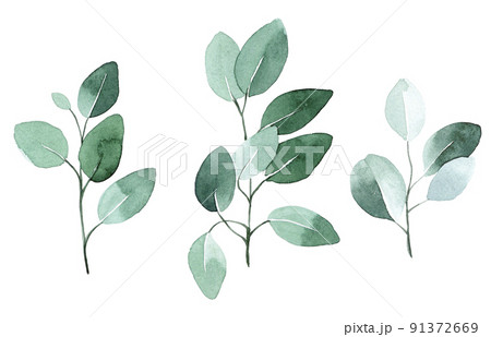 watercolor drawing. set of eucalyptus leaves. tropical green leaves isolated on white background in vintage style. watercolor drawing. set of eucalyptus leaves. tropical green leaves isolated on white background in vintage style. 91372669