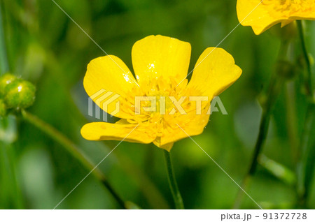 Pretty Caltha palustris (Marsh Marigold) flower. Pretty Caltha palustris (Marsh Marigold) flower. 91372728