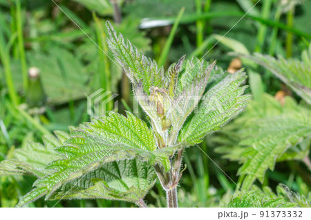 Close-up of upper nettle leaves. 91373332