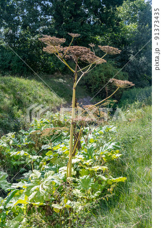 Dangerous plant Parsnip Sosnowski (Heracleum sosnowskyi). 91373435