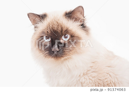 Beautiful Siberian fluffy cat on a white background. The young cat is purebred. Beautiful Siberian fluffy cat on a white background. The young cat is purebred. 91374063