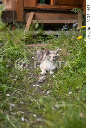 Cat hunting the mouse in the garden. Young cat catching a mouse. Cat hunting the mouse in the garden. Young cat catching a mouse. 91374498