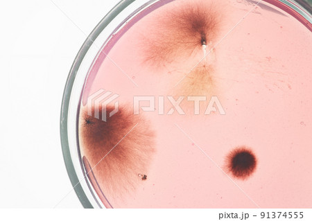 Macro image of light pink microorganism growing in petri dish against white background Macro image of light pink microorganism growing in petri dish against white background 91374555