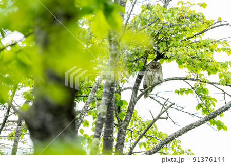 森の賢者フクロウ　小雨の中樹木に止まるエゾフクロウ 91376144