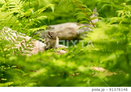 森の植物に囲まれた倒木の上で一休みするエゾシマリス 91376146