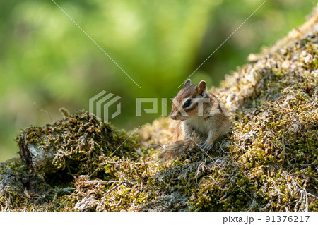 苔むす倒木の上で一休みするエゾシマリス 91376217