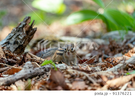 早春の森で一休みするエゾシマリス 91376221