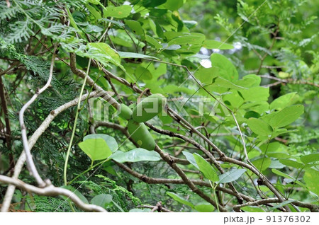 盆栽】三つ葉アケビ※素材