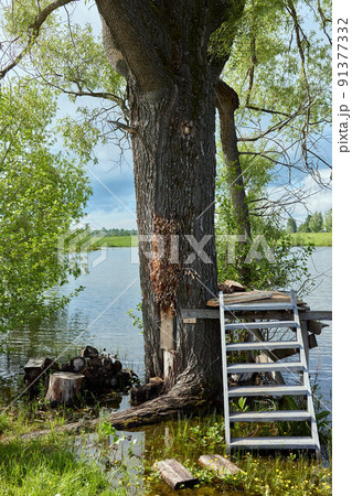 Wasp nest on tree in forest Fresh honey in comb, Honeycomb and bee on tree. 91377332