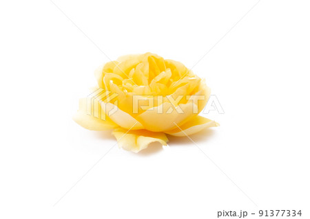 big yellow rose flowers isolated on white 91377334