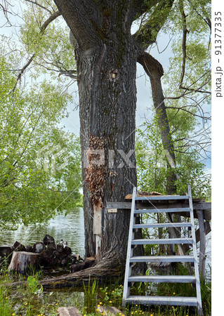 Wasp nest on tree in forest Fresh honey in comb, Honeycomb and bee on tree. 91377335