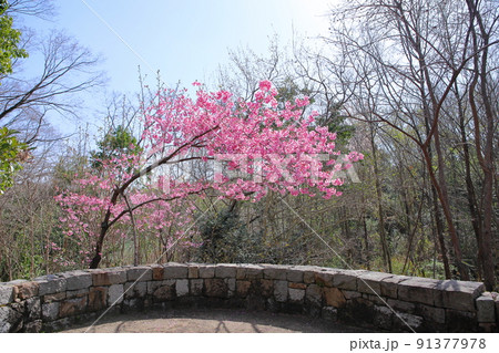 桜の花　陽光 91377978