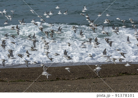 Sanderling, flock in flight, Peninsula Valdes, Patagonia Sanderling, flock in flight, Peninsula Valdes, Patagonia 91378101